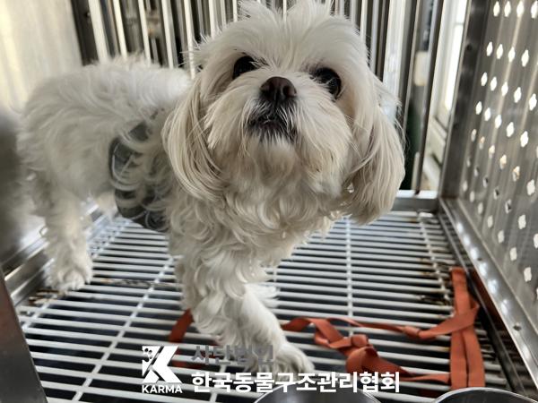 종료(입양) 말티즈…